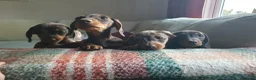 Miniature Dachshund dogs for sale: 4 miniature dachshunds - Advert 11