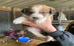 Welsh Collie dogs for sale: Welsh Sheepdog Puppies - Image 2