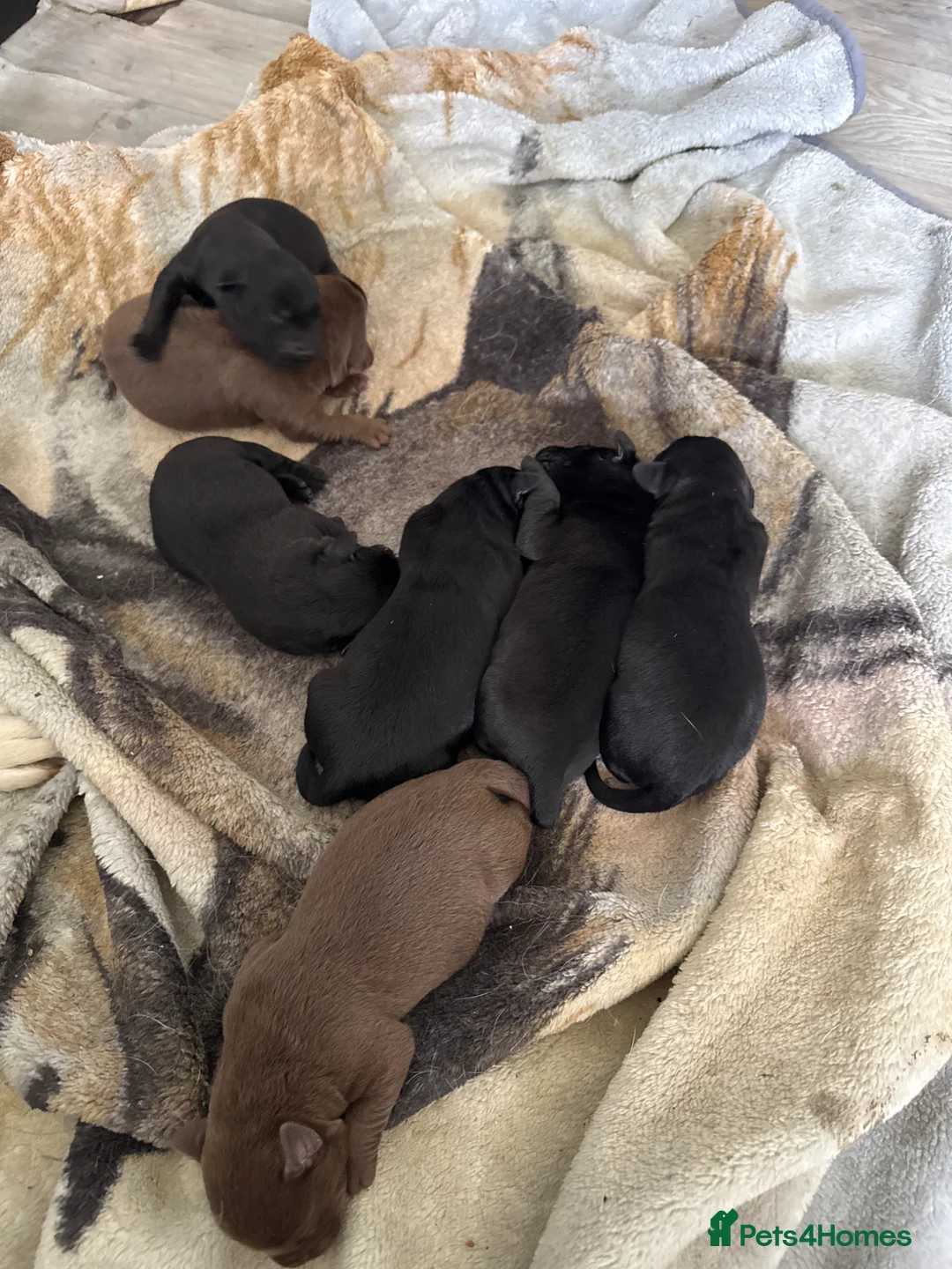 Labrador Retriever dogs for sale: KC registered Labradors  - Advert 2