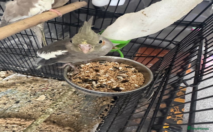 Cockatiels birds - Advert 15