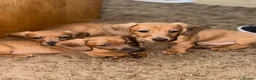 Dachshund dogs for sale: One girl left looking forever home  - Advert 5