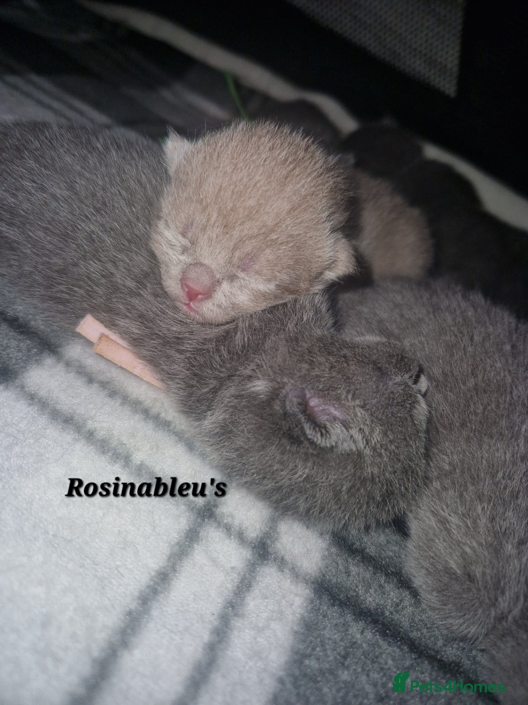 British Shorthair cats for sale:  Gccf British shorthair kittens champion lines 🏆 - Image 8