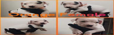 Staffordshire Bull Terrier 6