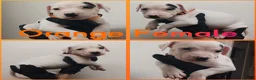 Staffordshire Bull Terrier dogs for sale: Staffordshire bull terrier  - Advert 7