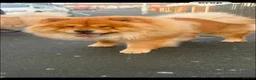 Chow Chow dogs for sale: Chow chow puppies  - Advert 2