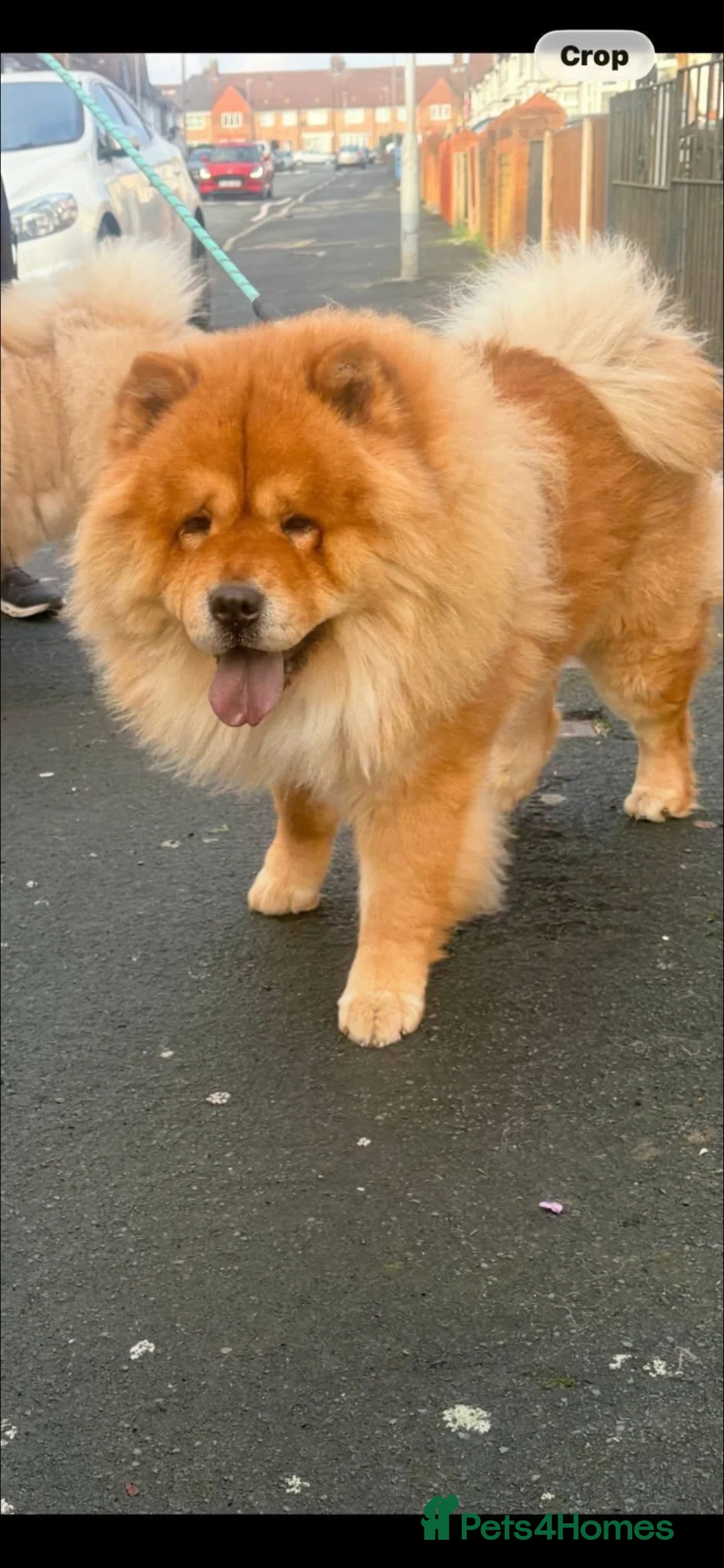 Chow Chow dogs for sale: Chow chow puppies  - Advert 2