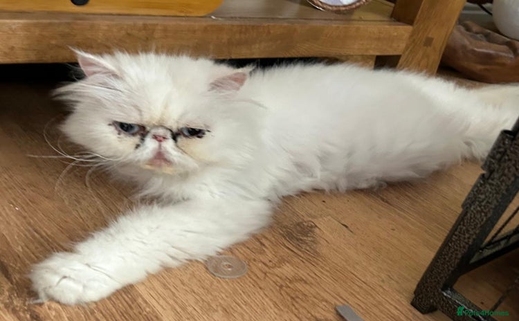 Persian cats - Advert 2