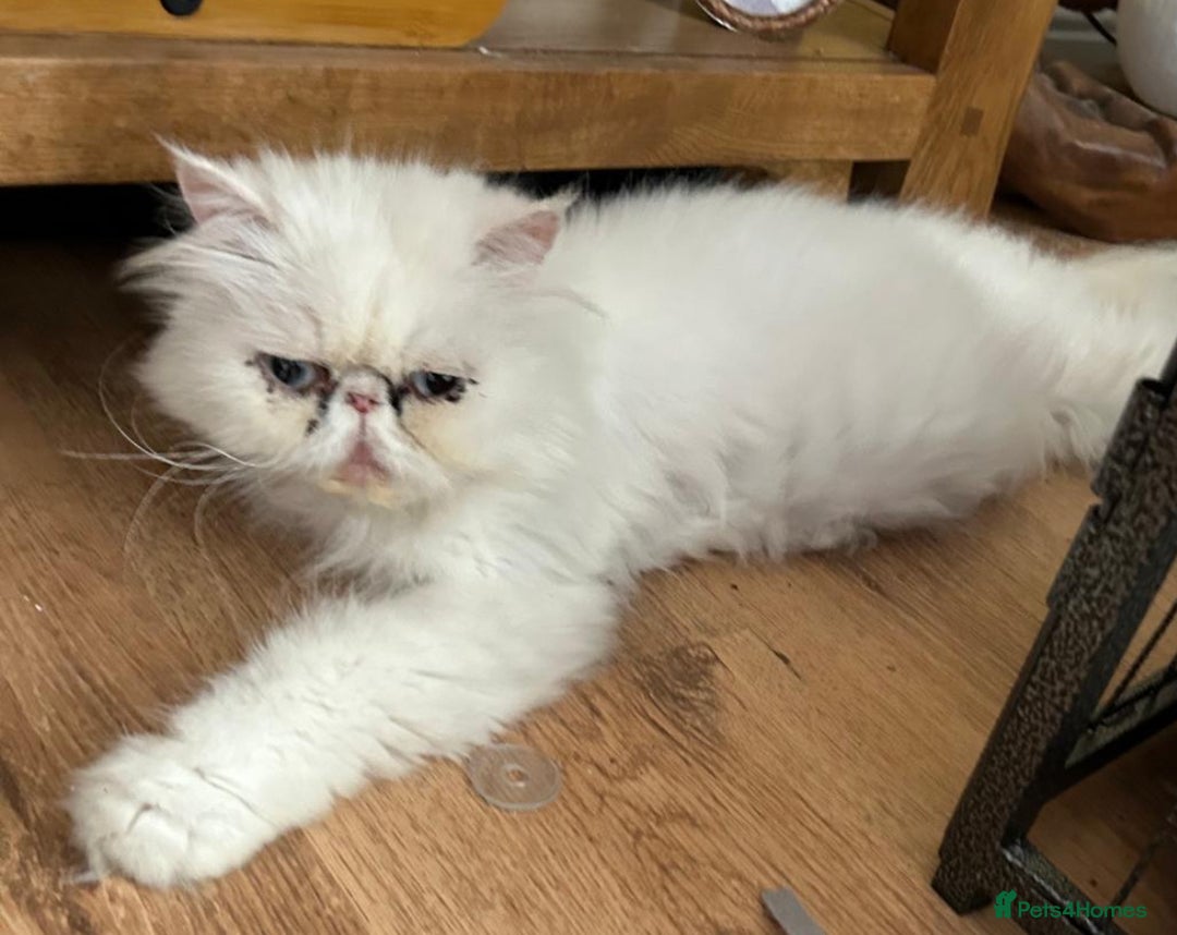 Persian cats for sale: Persian x - Image 1