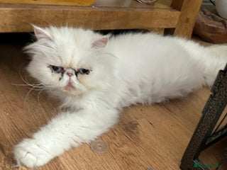 Persian cats Persian x - Advert 10