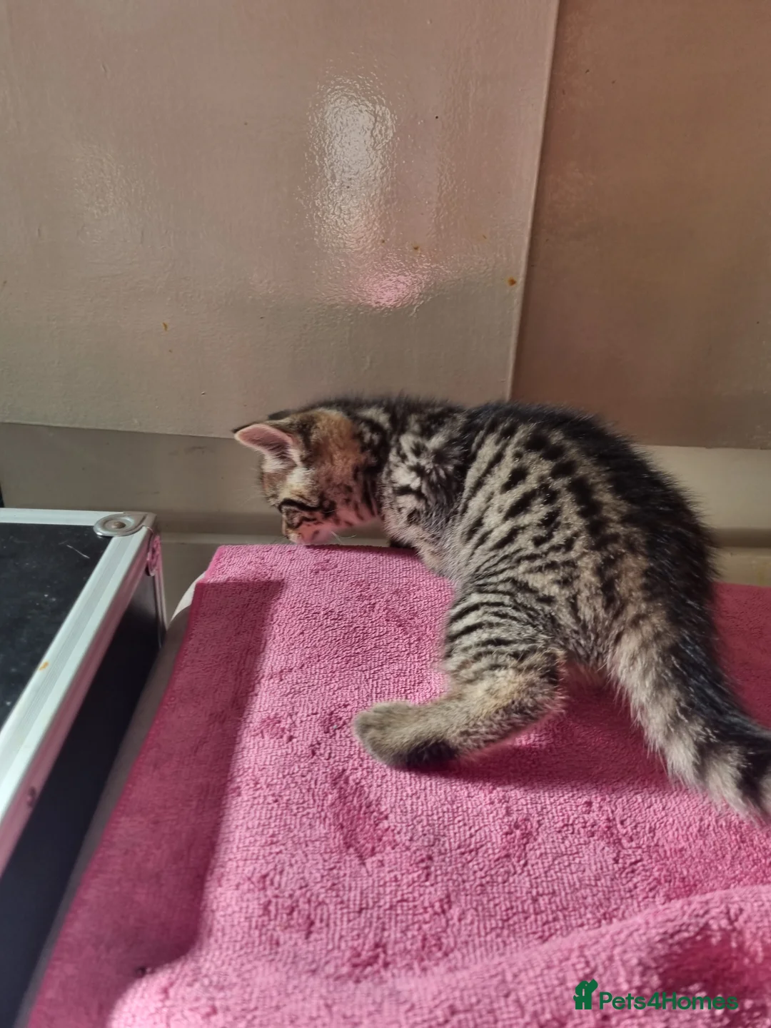 Bengal cats for sale: Lovely Bengal X kittens - Advert 2