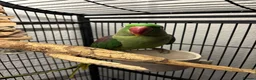 Parakeets birds for sale: Female Alexandrine, 2years old approximately  in Salford - Advert 5