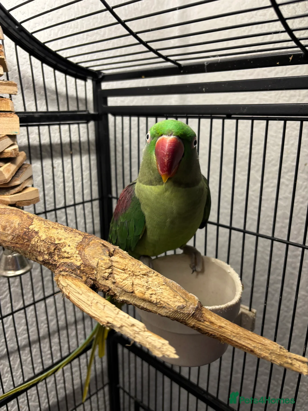 Parakeets birds for sale: Female Alexandrine, 2years old approximately  in Salford - Advert 5