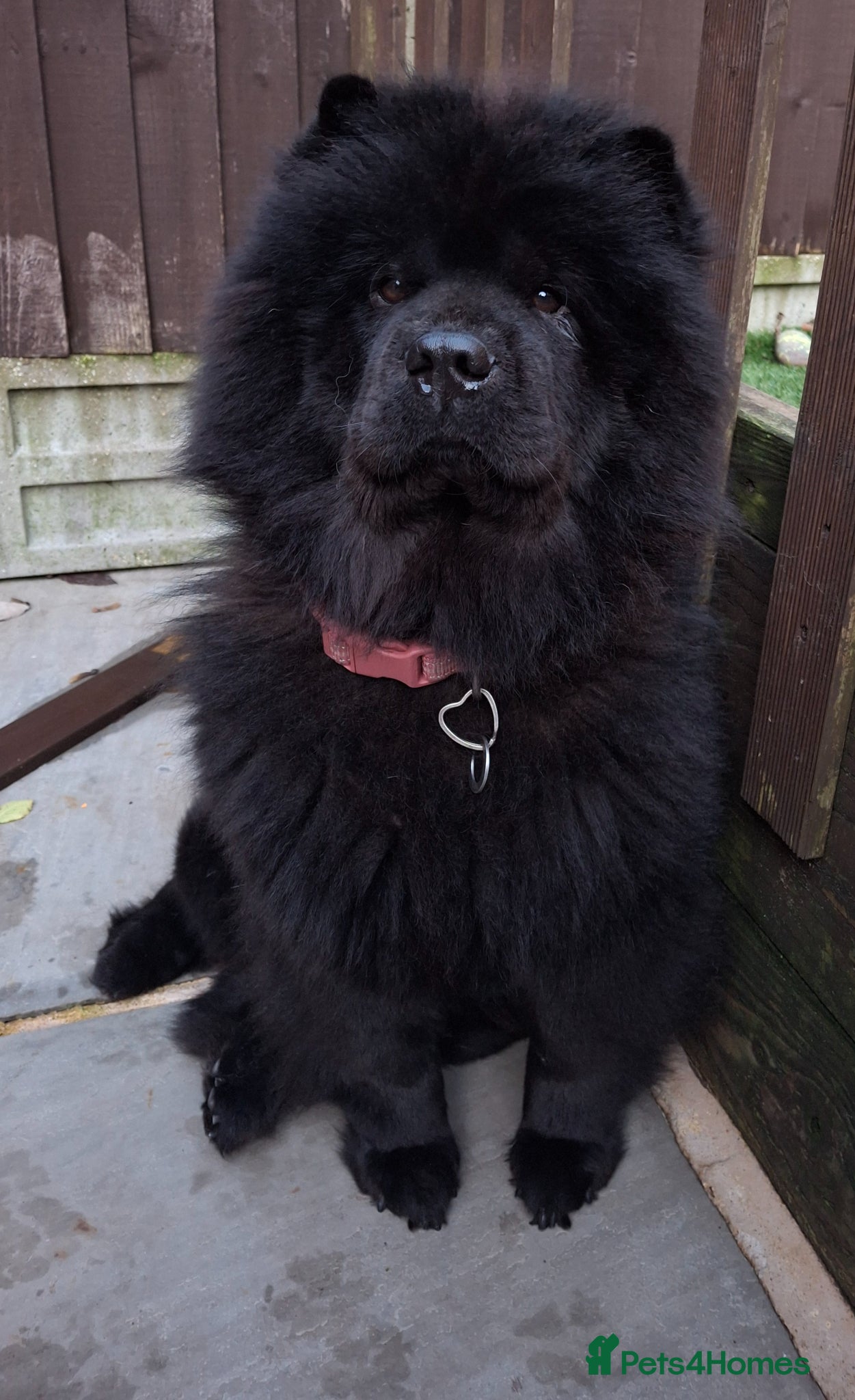 Chow Chow dogs Stunning Chow Chow puppies  - Advert 2