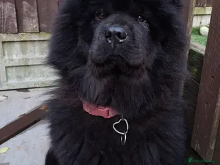 Chow Chow dogs Stunning Chow Chow puppies - Advert 11