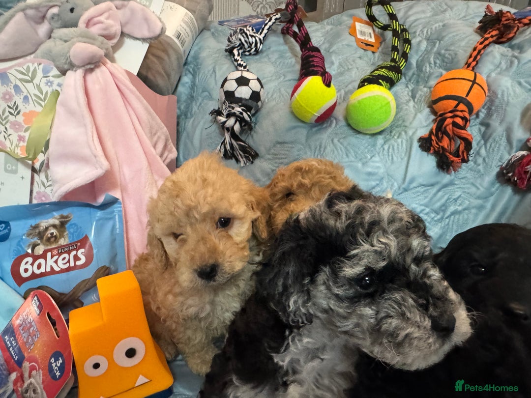 Cockapoo dogs for sale: Cockapoo puppies  - Advert 15