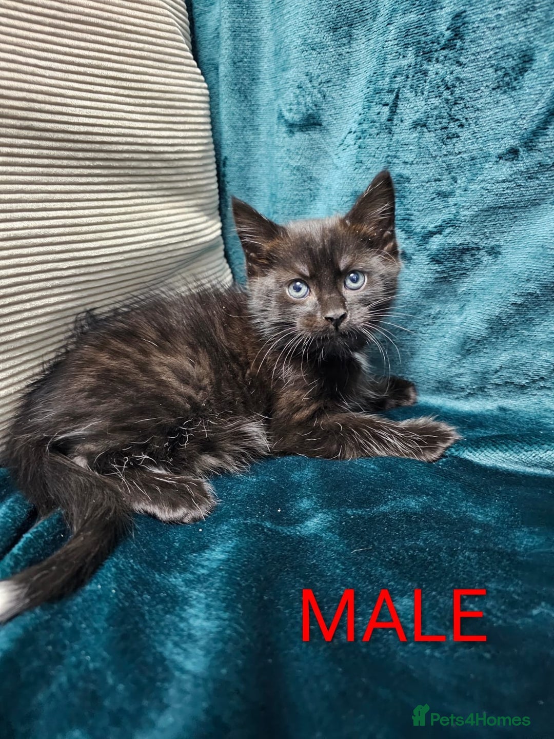 Mixed Breed cats for sale: Adorable Kittens Available – 8 Weeks Old! 🐾 - Advert 5