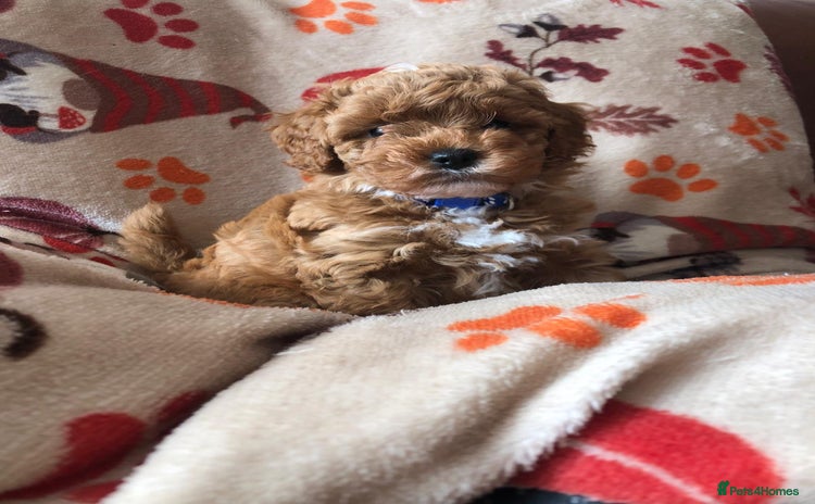 Cavapoo dogs - Advert 3