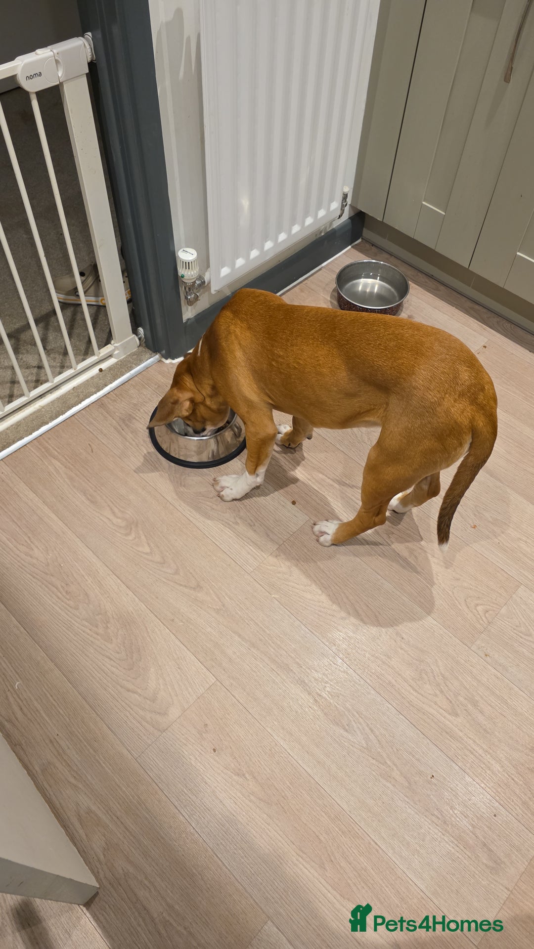 Mixed Breed dogs for sale: Mila  - Advert 6