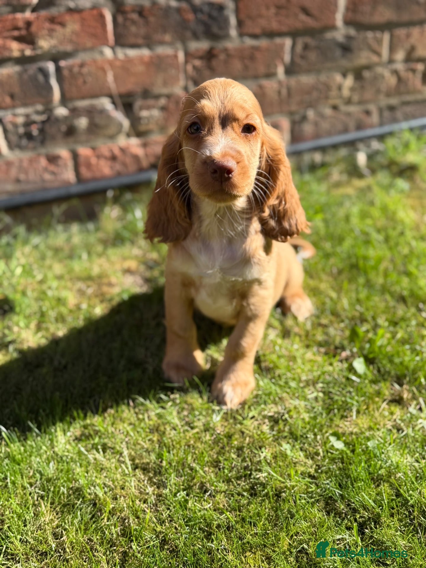 Cocker Spaniel dogs kc registered cocker spaniels  - Advert 1