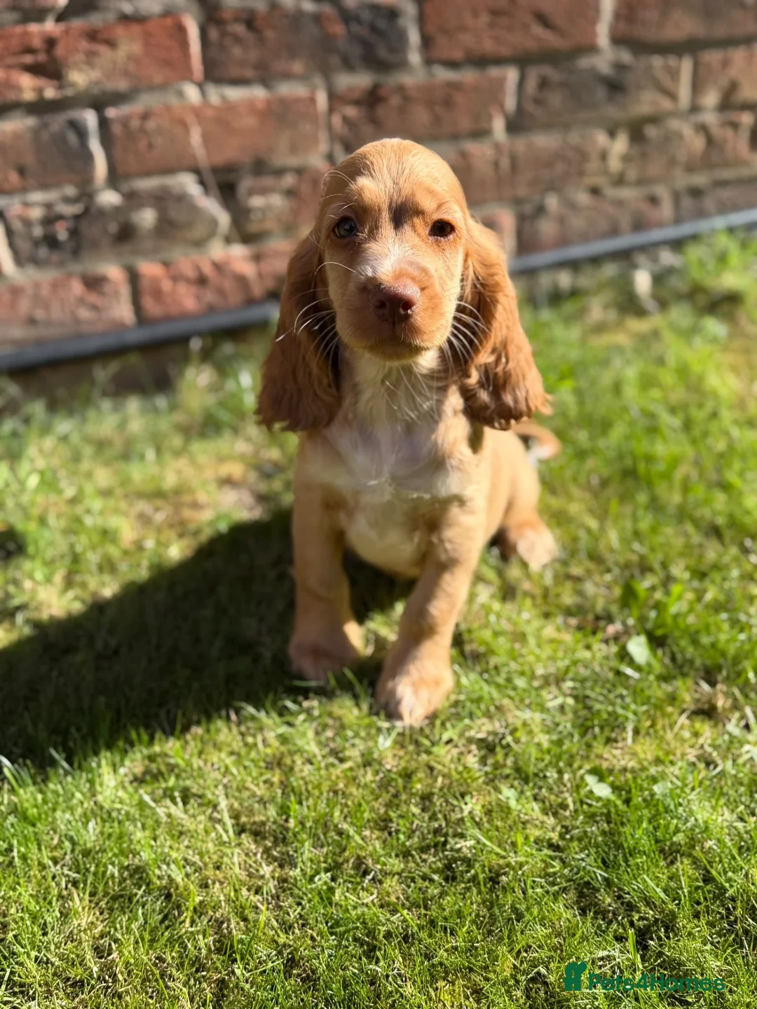 Cocker Spaniel dogs for sale: kc registered cocker spaniels  - Advert 1