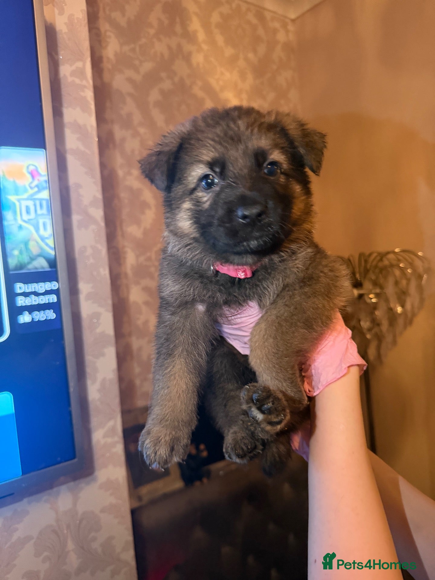 German Shepherd dogs Working line GSD puppies - 3rd generation breeding - Advert 2