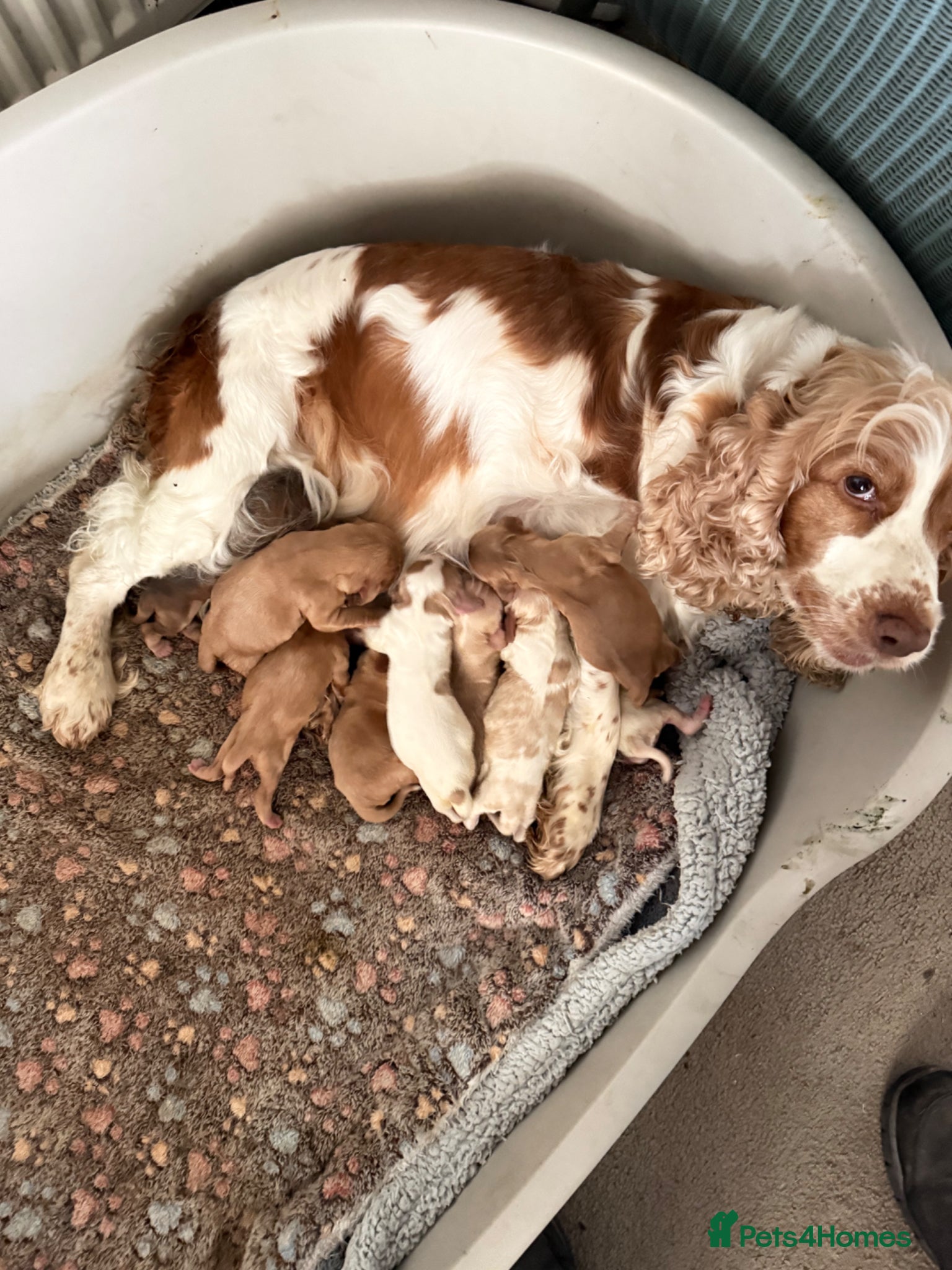 Cocker Spaniel dogs Show cocker puppies for sale - Advert 1