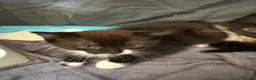 Mixed Breed cats for sale: Little kittens  - Advert 3