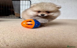 Pomeranian dogs for sale: Teddy Face Pomeranian Champion European Bloodline  - Image 9