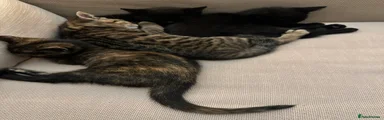 Mixed Breed Kitten 1