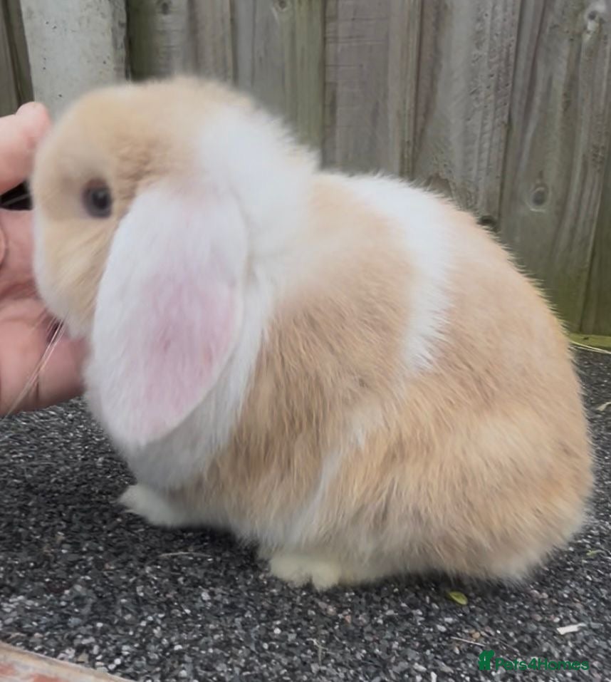 Mini Lop rabbits PEDIGREE MINI LOP BABIES READY TO LEAVE NOW  - Advert 22