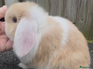 Mini Lop rabbits PEDIGREE MINI LOP BABIES READY TO LEAVE NOW - Advert 22