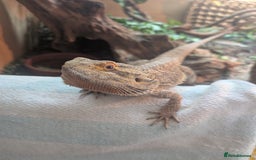 Bearded Dragon reptiles for sale: Dash the magic dragon up for adoption - Image 2