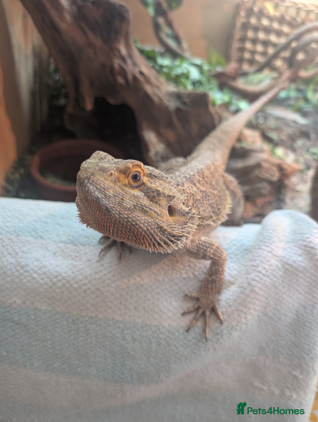 Bearded Dragon reptiles for sale: Dash the magic dragon up for adoption - Image 2