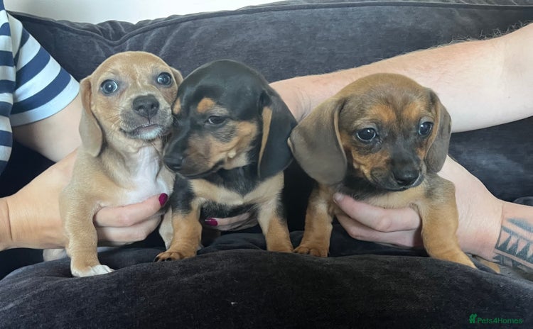 Mixed Breed dogs - Advert 11