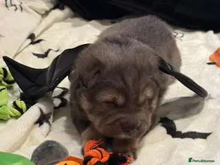 Shar Pei dogs FIRST CLASS 🏆 BEAR COAT SHARPEI BABIES 🌹 - Advert 2