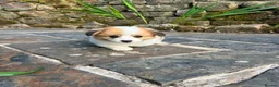 Welsh Corgi Pembroke dogs for sale: KC Registered Pembroke Welsh Corgi Puppies - Advert 4