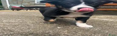 Border Collie Puppy 1
