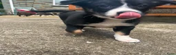 Border Collie dogs for sale: Border collie puppies - Advert 9