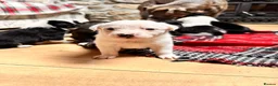 Mixed Breed dogs for sale: Collie x blue brindle American bulldog puppies in Insch - Advert 14