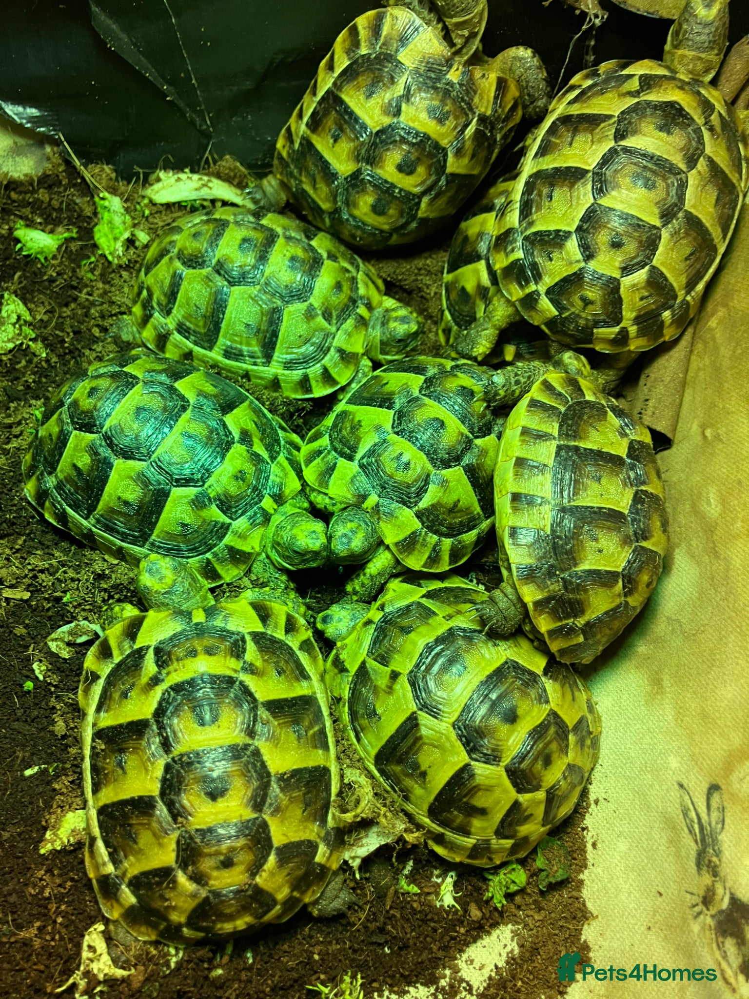 Tortoise reptiles Baby Mediterranean spur thigh tortoises - Advert 2