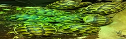 Tortoise reptiles for sale: Baby Mediterranean spur thigh tortoises - Advert 2
