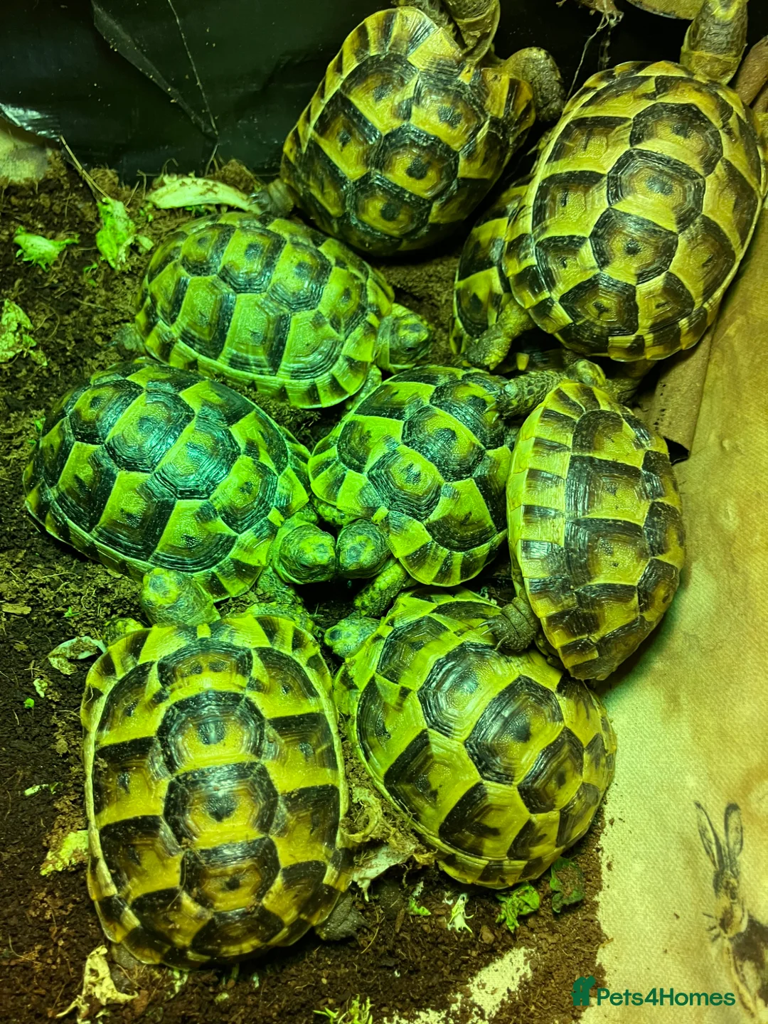 Tortoise reptiles for sale: Baby Mediterranean spur thigh tortoises - Advert 2