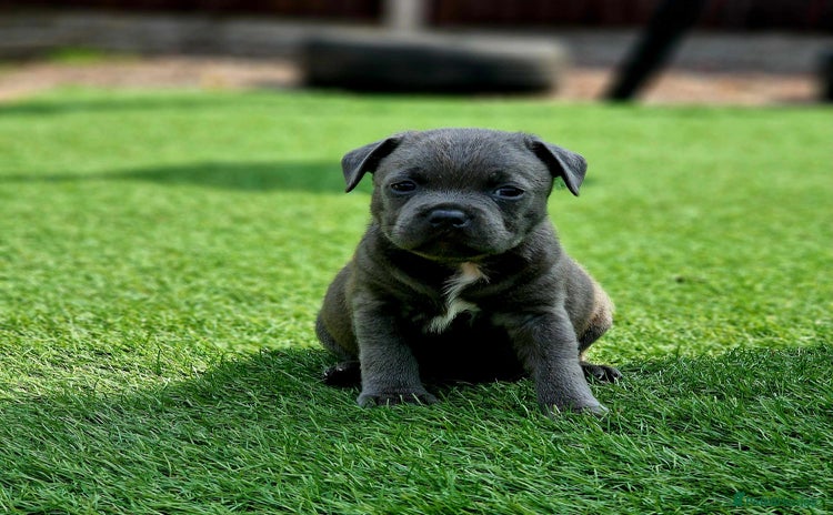 Staffordshire Bull Terrier dogs - Advert 4