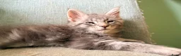 Maine Coon cats for sale: READY NOW. Tica registered mainecoon kittens - Advert 11