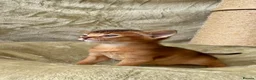 Abyssinian cats for sale: Beautiful GCCF Registered Abyssinian Kittens 💙❤️ - Advert 5