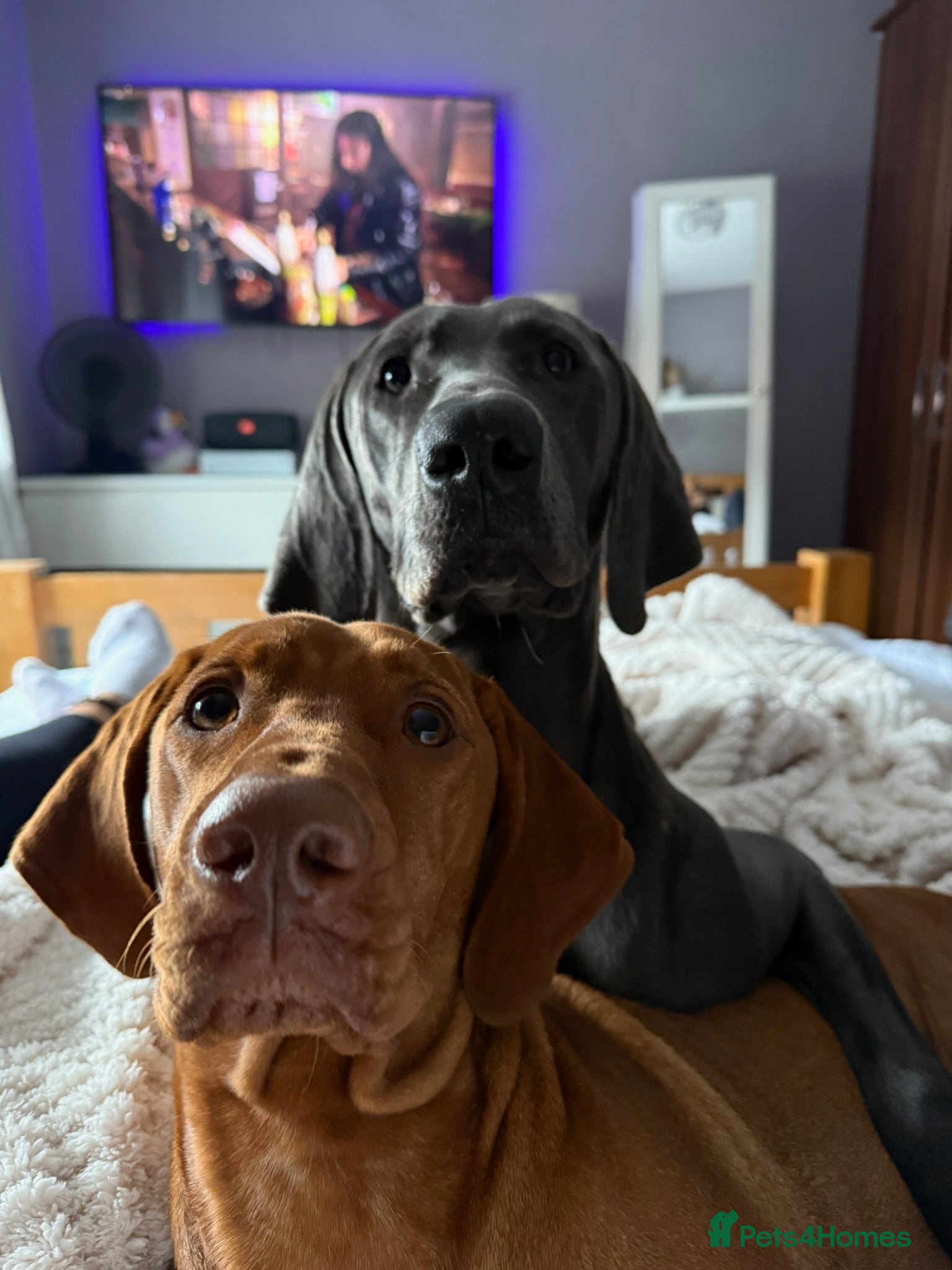 Mixed Breed dogs Beautiful Vizmaraner puppies  - Advert 2