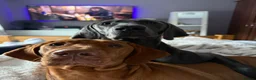 Mixed Breed dogs for sale: Beautiful Vizmaraner puppies  - Advert 1