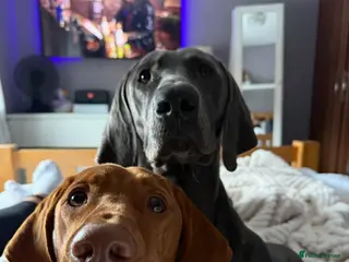 Mixed Breed dogs Beautiful Vizmaraner puppies - Advert 1