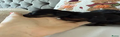 Miniature Dachshund 3