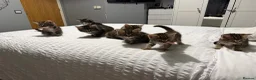 Mixed Breed cats for sale: BEAUTIFUL HOME REARED TABBY KITTENS ready 19/08/26 - Advert 21